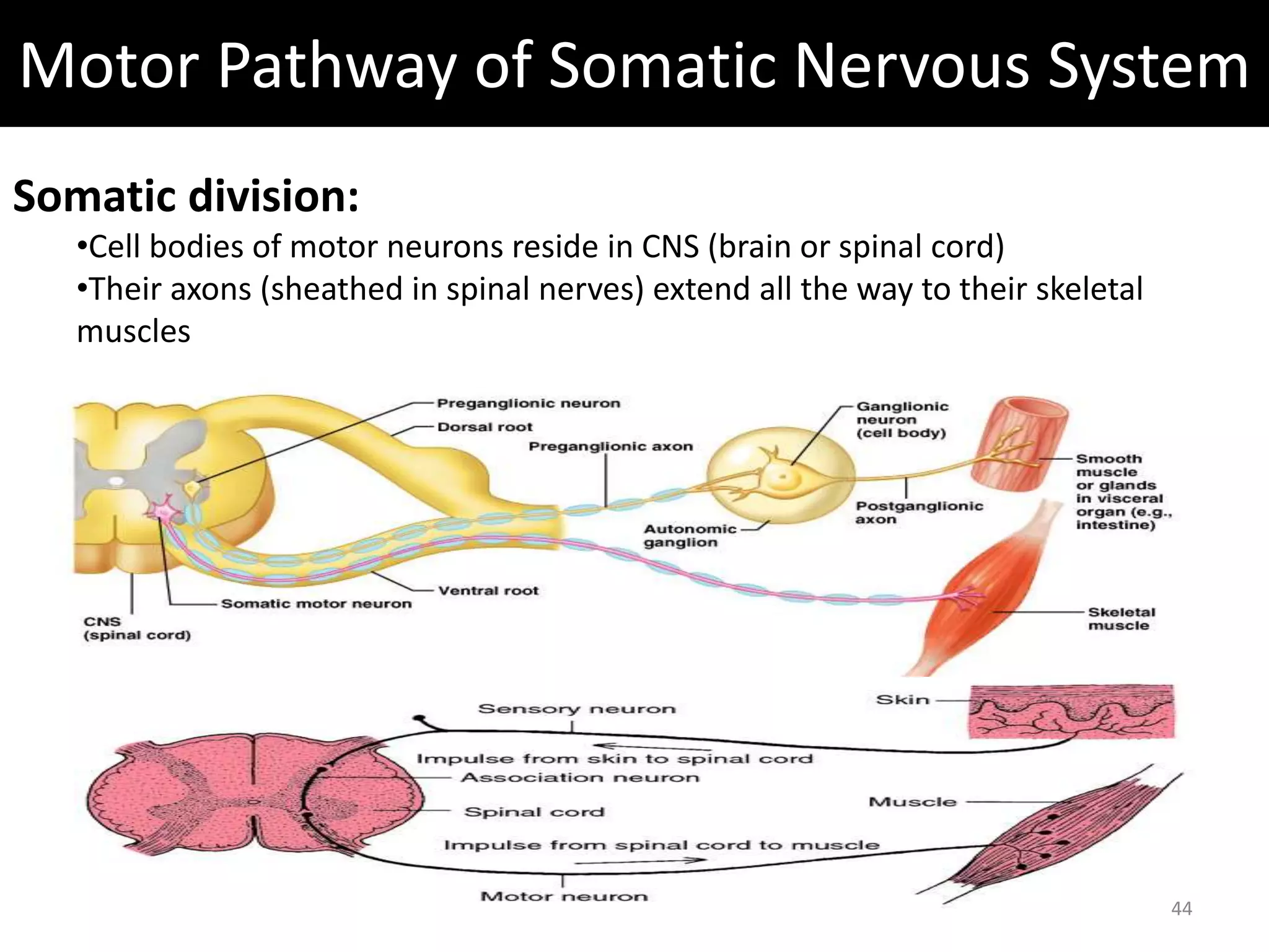 Motor Pathway of Somatic Nervous System 
Somatic division: 
•Cell bodies of motor neurons reside in CNS (brain or spinal cord) 
•Their axons (sheathed in spinal nerves) extend all the way to their skeletal 
muscles 
44 
 