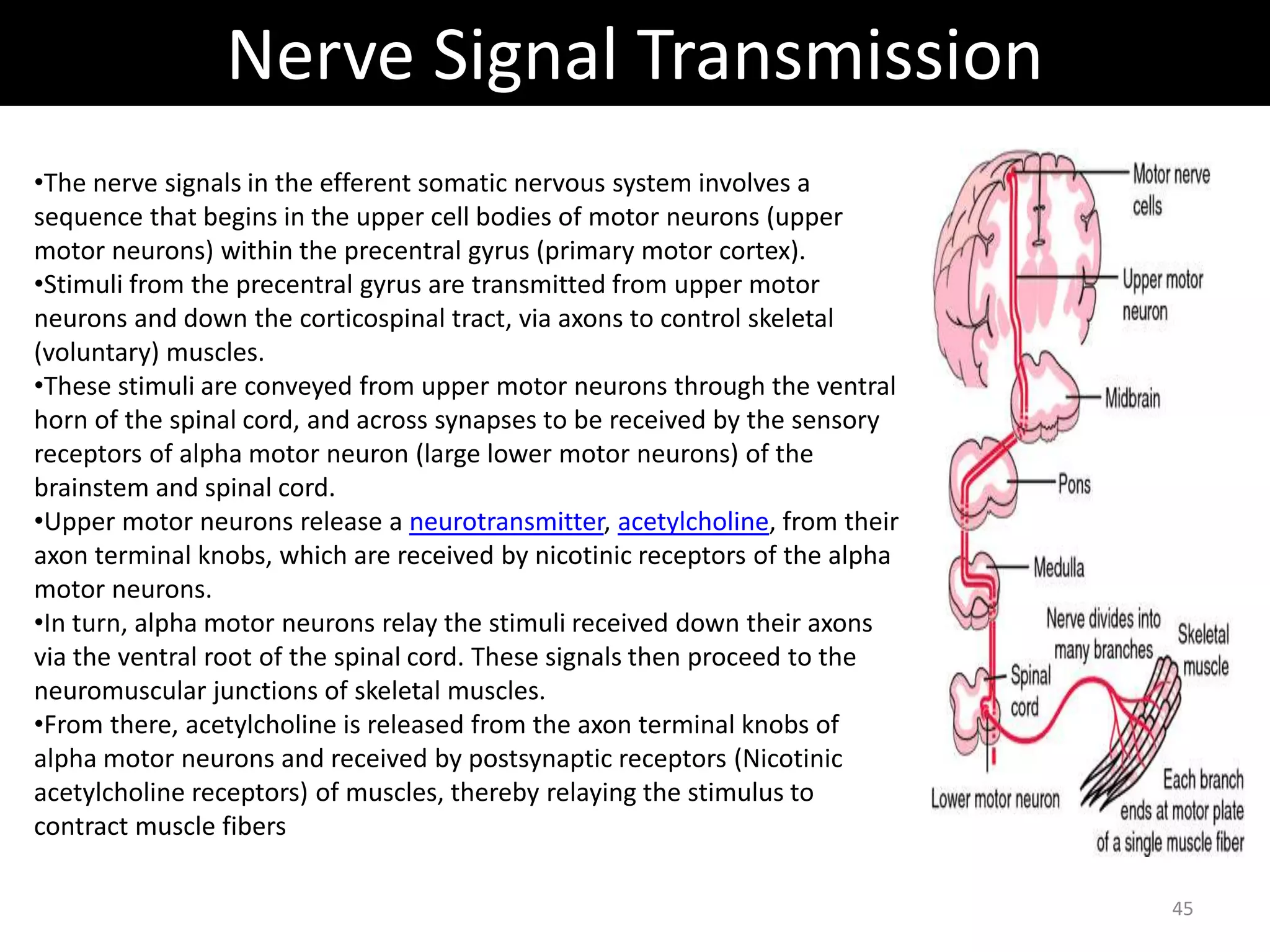 Nerve Signal Transmission 
•The nerve signals in the efferent somatic nervous system involves a 
sequence that begins in the upper cell bodies of motor neurons (upper 
motor neurons) within the precentral gyrus (primary motor cortex). 
•Stimuli from the precentral gyrus are transmitted from upper motor 
neurons and down the corticospinal tract, via axons to control skeletal 
(voluntary) muscles. 
•These stimuli are conveyed from upper motor neurons through the ventral 
horn of the spinal cord, and across synapses to be received by the sensory 
receptors of alpha motor neuron (large lower motor neurons) of the 
brainstem and spinal cord. 
•Upper motor neurons release a neurotransmitter, acetylcholine, from their 
axon terminal knobs, which are received by nicotinic receptors of the alpha 
motor neurons. 
•In turn, alpha motor neurons relay the stimuli received down their axons 
via the ventral root of the spinal cord. These signals then proceed to the 
neuromuscular junctions of skeletal muscles. 
•From there, acetylcholine is released from the axon terminal knobs of 
alpha motor neurons and received by postsynaptic receptors (Nicotinic 
acetylcholine receptors) of muscles, thereby relaying the stimulus to 
contract muscle fibers 
45 
 