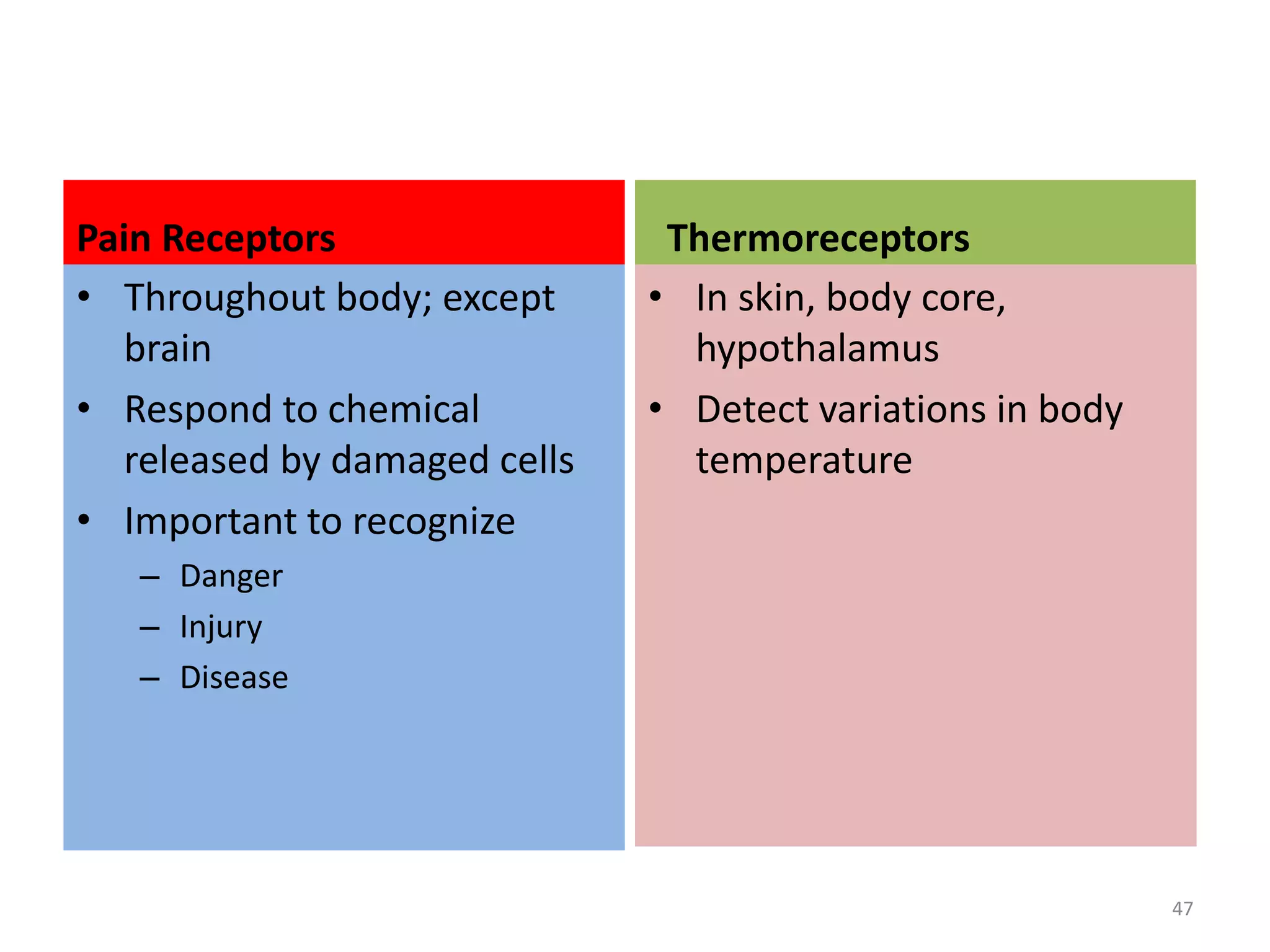 Pain Receptors 
• Throughout body; except 
brain 
• Respond to chemical 
released by damaged cells 
• Important to recognize 
– Danger 
– Injury 
– Disease 
Thermoreceptors 
• In skin, body core, 
hypothalamus 
• Detect variations in body 
temperature 
47 
 