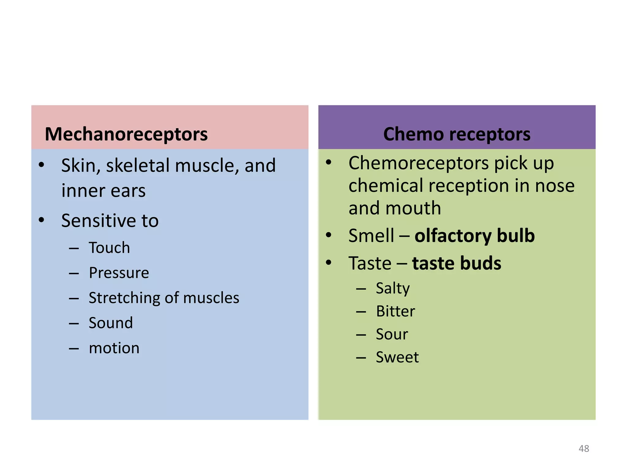 Mechanoreceptors 
• Skin, skeletal muscle, and 
inner ears 
• Sensitive to 
– Touch 
– Pressure 
– Stretching of muscles 
– Sound 
– motion 
Chemo receptors 
• Chemoreceptors pick up 
chemical reception in nose 
and mouth 
• Smell – olfactory bulb 
• Taste – taste buds 
– Salty 
– Bitter 
– Sour 
– Sweet 
48 
 