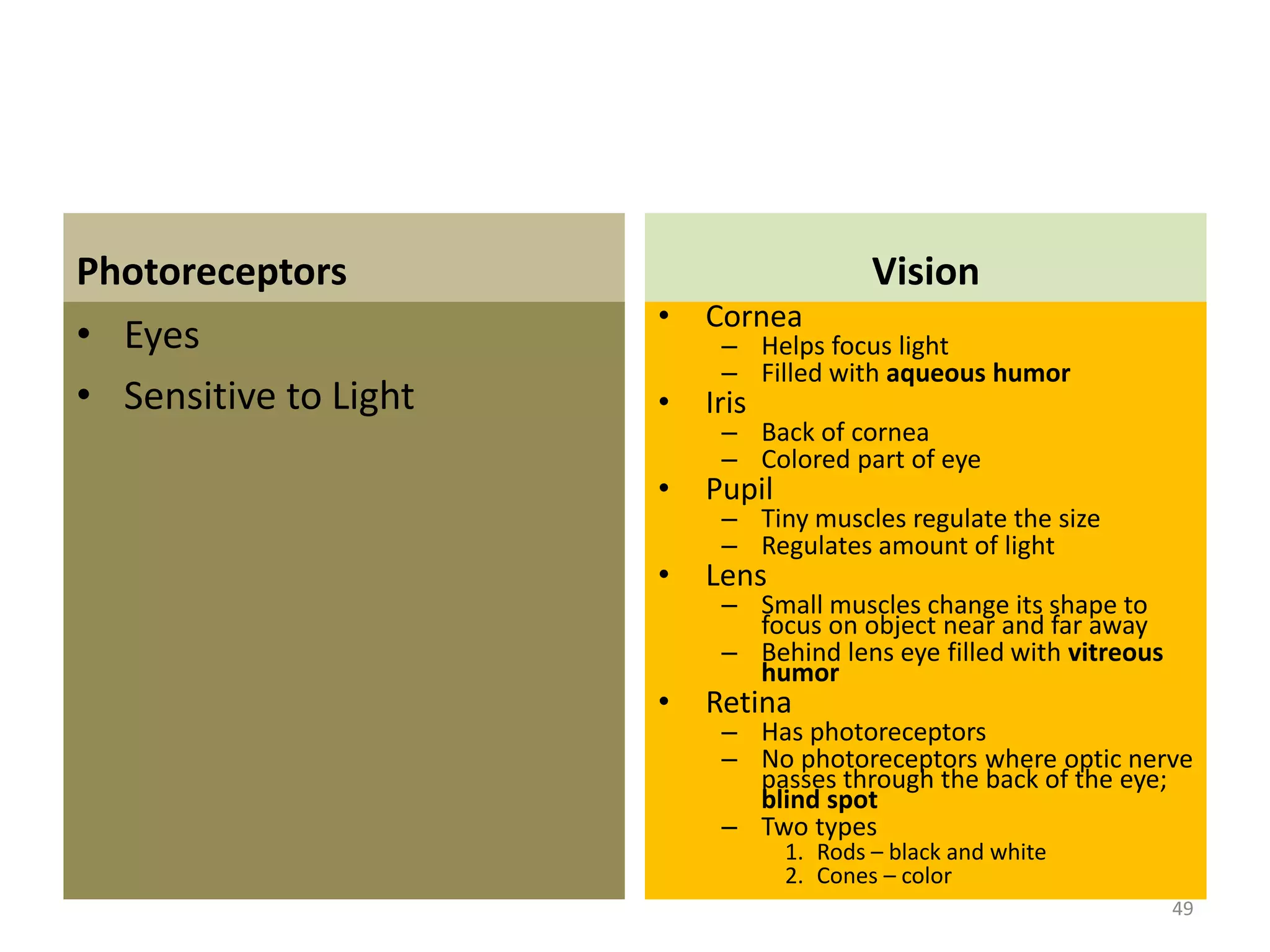 Photoreceptors 
• Eyes 
• Sensitive to Light 
Vision 
• Cornea 
– Helps focus light 
– Filled with aqueous humor 
• Iris 
– Back of cornea 
– Colored part of eye 
• Pupil 
– Tiny muscles regulate the size 
– Regulates amount of light 
• Lens 
– Small muscles change its shape to 
focus on object near and far away 
– Behind lens eye filled with vitreous 
humor 
• Retina 
– Has photoreceptors 
– No photoreceptors where optic nerve 
passes through the back of the eye; 
blind spot 
– Two types 
1. Rods – black and white 
2. Cones – color 
49 
 