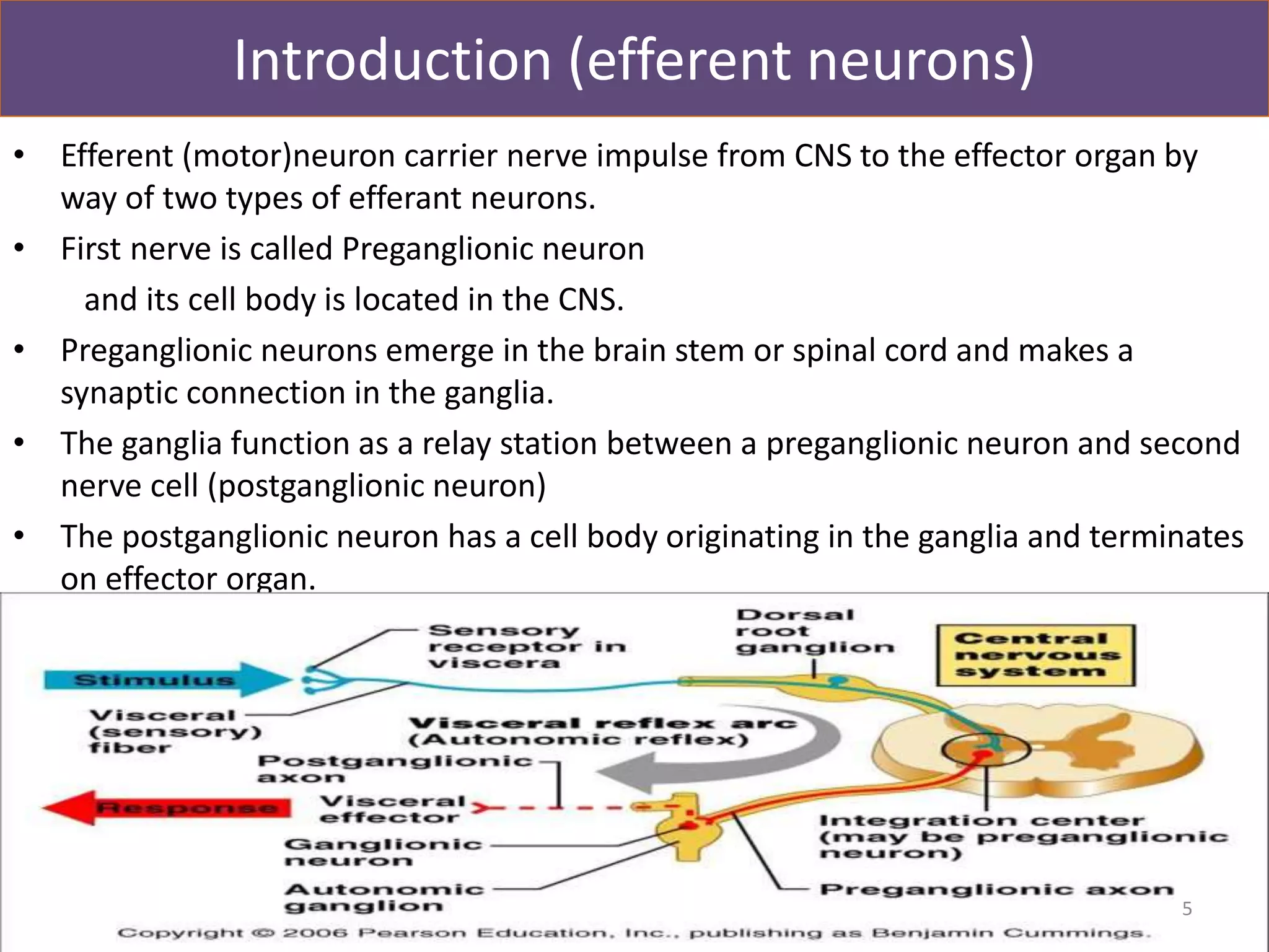 Introduction (efferent neurons) 
• Efferent (motor)neuron carrier nerve impulse from CNS to the effector organ by 
way of two types of efferant neurons. 
• First nerve is called Preganglionic neuron 
and its cell body is located in the CNS. 
• Preganglionic neurons emerge in the brain stem or spinal cord and makes a 
synaptic connection in the ganglia. 
• The ganglia function as a relay station between a preganglionic neuron and second 
nerve cell (postganglionic neuron) 
• The postganglionic neuron has a cell body originating in the ganglia and terminates 
on effector organ. 
5 
 