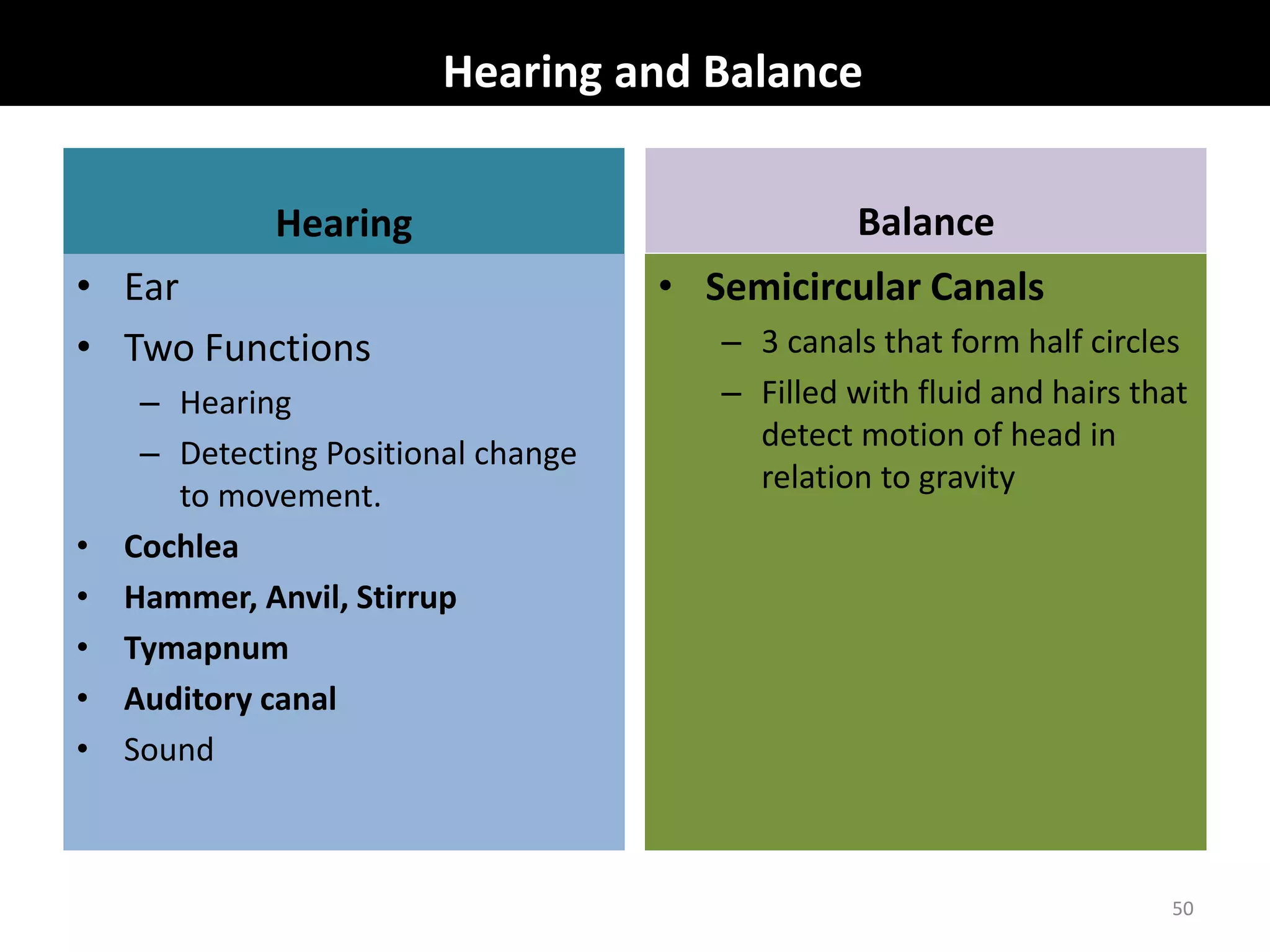Hearing and Balance 
Hearing 
• Ear 
• Two Functions 
– Hearing 
– Detecting Positional change 
to movement. 
• Cochlea 
• Hammer, Anvil, Stirrup 
• Tymapnum 
• Auditory canal 
• Sound 
Balance 
• Semicircular Canals 
– 3 canals that form half circles 
– Filled with fluid and hairs that 
detect motion of head in 
relation to gravity 
50 
 