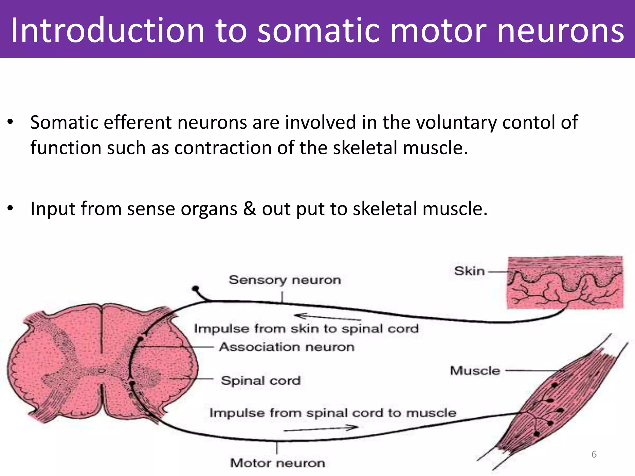 Introduction to somatic motor neurons 
• Somatic efferent neurons are involved in the voluntary contol of 
function such as contraction of the skeletal muscle. 
• Input from sense organs & out put to skeletal muscle. 
6 
 