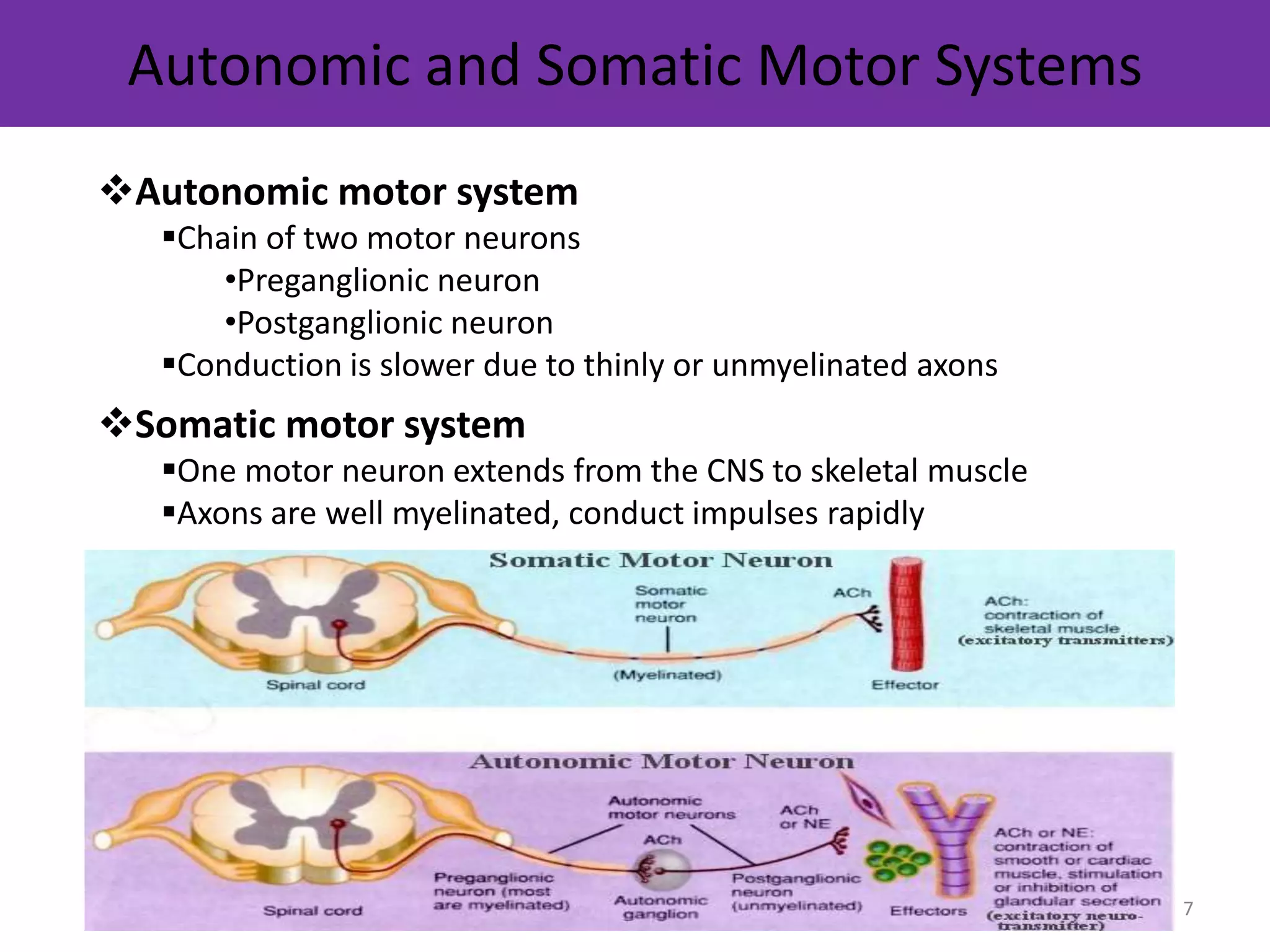 Autonomic and Somatic Motor Systems 
Autonomic motor system 
Chain of two motor neurons 
•Preganglionic neuron 
•Postganglionic neuron 
Conduction is slower due to thinly or unmyelinated axons 
Somatic motor system 
One motor neuron extends from the CNS to skeletal muscle 
Axons are well myelinated, conduct impulses rapidly 
7 
 