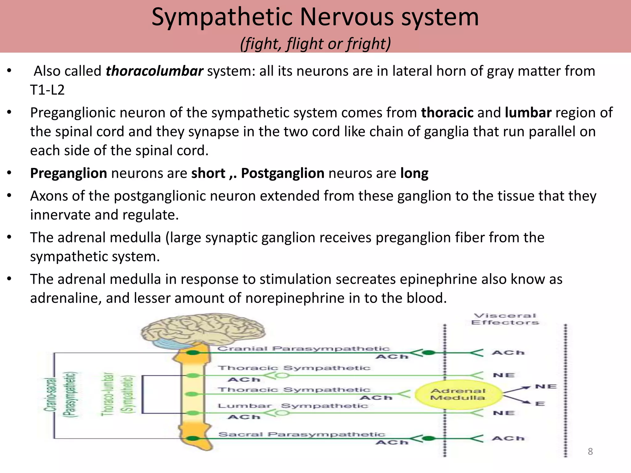 Sympathetic Nervous system 
(fight, flight or fright) 
• Also called thoracolumbar system: all its neurons are in lateral horn of gray matter from 
T1-L2 
• Preganglionic neuron of the sympathetic system comes from thoracic and lumbar region of 
the spinal cord and they synapse in the two cord like chain of ganglia that run parallel on 
each side of the spinal cord. 
• Preganglion neurons are short ,. Postganglion neuros are long 
• Axons of the postganglionic neuron extended from these ganglion to the tissue that they 
innervate and regulate. 
• The adrenal medulla (large synaptic ganglion receives preganglion fiber from the 
sympathetic system. 
• The adrenal medulla in response to stimulation secreates epinephrine also know as 
adrenaline, and lesser amount of norepinephrine in to the blood. 
8 
 