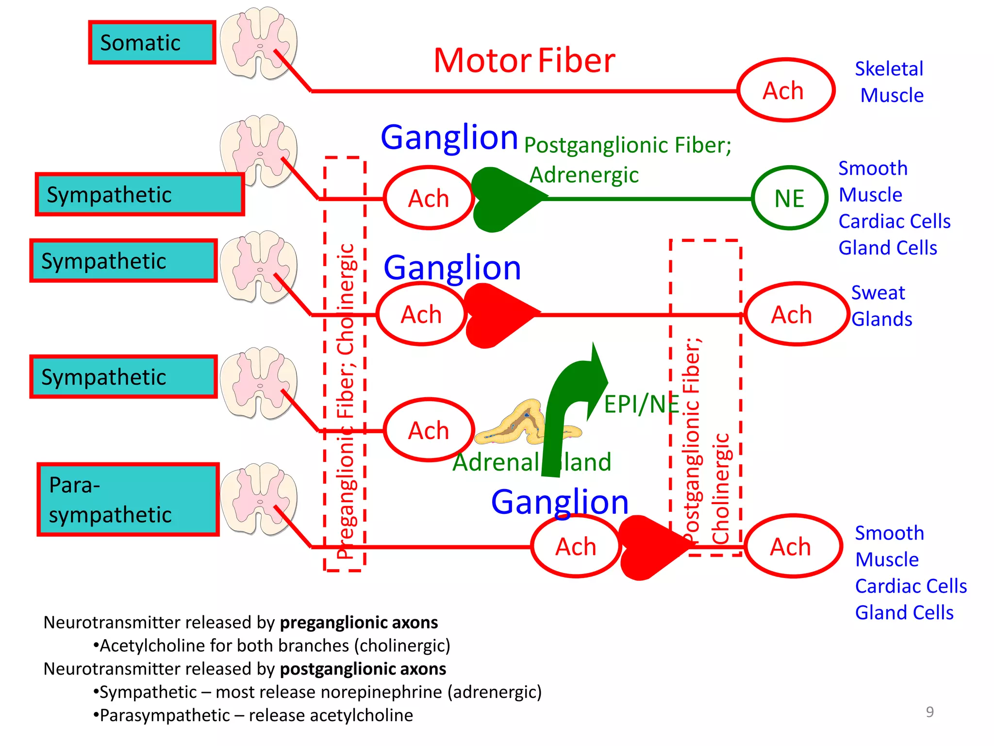 Motor Fiber 
Ach NE 
Ganglion 
Ach 
Ach 
Ach 
Ach 
EPI/NE 
Ach Ach 
Somatic 
Sympathetic 
Sympathetic 
Sympathetic 
Para-sympathetic 
Postganglionic Fiber; 
Adrenergic 
Adrenal Gland 
Skeletal 
Muscle 
Smooth 
Muscle 
Cardiac Cells 
Gland Cells 
Sweat 
Glands 
Smooth 
Muscle 
Cardiac Cells 
Gland Cells 
Ganglion 
Ganglion 
Neurotransmitter released by preganglionic axons 
•Acetylcholine for both branches (cholinergic) 
Neurotransmitter released by postganglionic axons 
•Sympathetic – most release norepinephrine (adrenergic) 
•Parasympathetic – release acetylcholine 9 
 