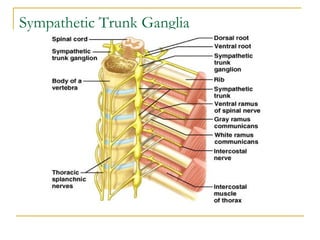 Sympathetic Trunk Ganglia
