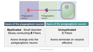 Axons of the preganglionic neuron Axons of the postganglionic neuron
Myelinated , Small diameter
Slowly conducting B Fibers
Axons diverge onto the
postganglionic neuron
Unmyelinated
C Fibers
Axons terminate on visceral
effectors
DEPT. OF PHYSIOLOGY, GMCM 18
 