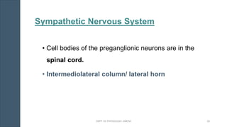 Sympathetic Nervous System
• Cell bodies of the preganglionic neurons are in the
spinal cord.
• Intermediolateral column/ lateral horn
DEPT. OF PHYSIOLOGY, GMCM 20
 