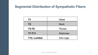 Segmental Distribution of Sympathetic Fibers
T1 Head
T2 Neck
T3-T6 Thorax
T7-T11 Abdomen
T12, Lumbar Into Legs
DEPT. OF PHYSIOLOGY, GMCM 23
 