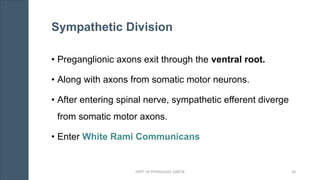 Sympathetic Division
• Preganglionic axons exit through the ventral root.
• Along with axons from somatic motor neurons.
• After entering spinal nerve, sympathetic efferent diverge
from somatic motor axons.
• Enter White Rami Communicans
DEPT. OF PHYSIOLOGY, GMCM 26
 