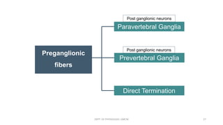 Preganglionic
fibers
Paravertebral Ganglia
Prevertebral Ganglia
Direct Termination
Post ganglionic neurons
Post ganglionic neurons
DEPT. OF PHYSIOLOGY, GMCM 27
 