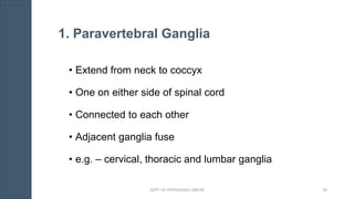 1. Paravertebral Ganglia
• Extend from neck to coccyx
• One on either side of spinal cord
• Connected to each other
• Adjacent ganglia fuse
• e.g. – cervical, thoracic and lumbar ganglia
DEPT. OF PHYSIOLOGY, GMCM 29
 
