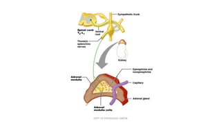 DEPT. OF PHYSIOLOGY, GMCM
 