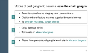 Axons of post ganglionic neurons leave the chain ganglia
• Re-enter spinal nerve via gray rami communicans
• Distributed to effectors in areas supplied by spinal nerves
• To smooth muscles, sweat glands
• Enter thoracic cavity
• Terminate on visceral organs
• Fibers from prevertebral ganglia terminate in visceral targets
1
2
3
DEPT. OF PHYSIOLOGY, GMCM 36
 