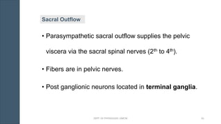 • Parasympathetic sacral outflow supplies the pelvic
viscera via the sacral spinal nerves (2th to 4th).
• Fibers are in pelvic nerves.
• Post ganglionic neurons located in terminal ganglia.
Sacral Outflow
DEPT. OF PHYSIOLOGY, GMCM 41
 