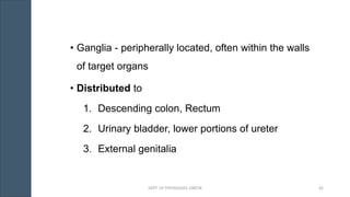 • Ganglia - peripherally located, often within the walls
of target organs
• Distributed to
1. Descending colon, Rectum
2. Urinary bladder, lower portions of ureter
3. External genitalia
DEPT. OF PHYSIOLOGY, GMCM 42
 