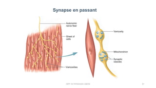 Synapse en passant
DEPT. OF PHYSIOLOGY, GMCM 47
 