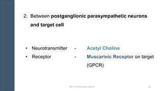 2. Between postganglionic parasympathetic neurons
and target cell
• Neurotransmitter - Acetyl Choline
• Receptor - Muscarinic Receptor on target
(GPCR)
DEPT. OF PHYSIOLOGY, GMCM 50
 