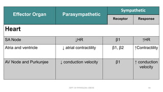 Effector Organ Parasympathetic
Sympathetic
Receptor Response
Heart
SA Node ↓HR β1 ↑HR
Atria and ventricle ↓ atrial contractility β1, β2 ↑Contractility
AV Node and Purkunjee ↓ conduction velocity β1 ↑ conduction
velocity
DEPT. OF PHYSIOLOGY, GMCM 65
 