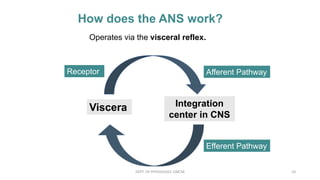 How does the ANS work?
Operates via the visceral reflex.
Viscera Integration
center in CNS
Receptor Afferent Pathway
Efferent Pathway
DEPT. OF PHYSIOLOGY, GMCM 10
 