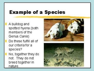 WHAT IS CLASSIFICATION SHORT ANSWER visual data 3