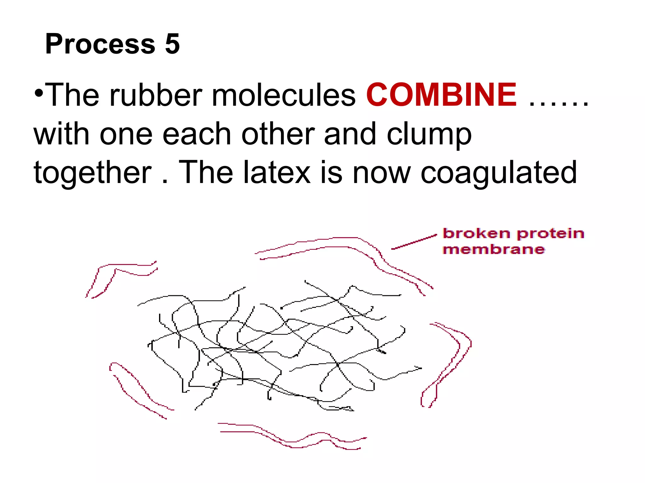 Process 5
•The rubber molecules COMBINE ……
with one each other and clump
together . The latex is now coagulated
 