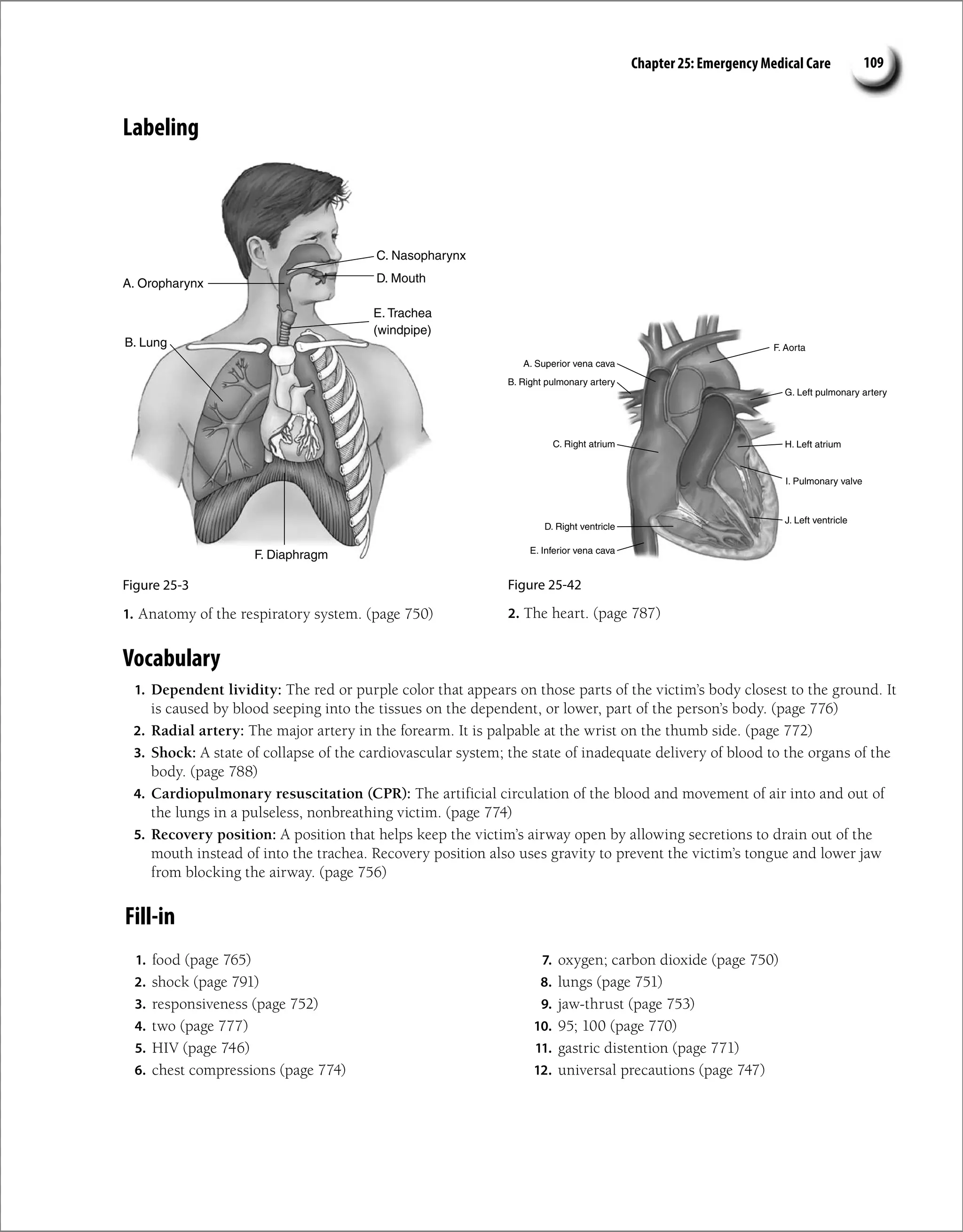 Chapter 25: Emergency Medical Care 109
Labeling
C. Nasopharynx
E. Trachea
(windpipe)
D. Mouth
B. Lung
A. Oropharynx
F. Diaphragm
Figure 25-3 Figure 25-42
1. Anatomy of the respiratory system. (page 750) 2. The heart. (page 787)
Vocabulary
1. Dependent lividity: The red or purple color that appears on those parts of the victim’s body closest to the ground. It
is caused by blood seeping into the tissues on the dependent, or lower, part of the person’s body. (page 776)
2. Radial artery: The major artery in the forearm. It is palpable at the wrist on the thumb side. (page 772)
3. Shock: A state of collapse of the cardiovascular system; the state of inadequate delivery of blood to the organs of the
body. (page 788)
4. Cardiopulmonary resuscitation (CPR): The artificial circulation of the blood and movement of air into and out of
the lungs in a pulseless, nonbreathing victim. (page 774)
5. Recovery position: A position that helps keep the victim’s airway open by allowing secretions to drain out of the
mouth instead of into the trachea. Recovery position also uses gravity to prevent the victim’s tongue and lower jaw
from blocking the airway. (page 756)
F. Aorta
G. Left pulmonary artery
B. Right pulmonary artery
H. Left atrium
J. Left ventricle
I. Pulmonary valve
E. Inferior vena cava
C. Right atrium
D. Right ventricle
A. Superior vena cava
Fill-in
1. food (page 765)
2. shock (page 791)
3. responsiveness (page 752)
4. two (page 777)
5. HIV (page 746)
6. chest compressions (page 774)
7. oxygen; carbon dioxide (page 750)
8. lungs (page 751)
9. jaw-thrust (page 753)
10. 95; 100 (page 770)
11. gastric distention (page 771)
12. universal precautions (page 747)
 