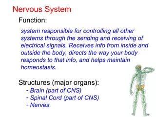 Nervous System
Function:
Structures (major organs):
system responsible for controlling all other
systems through the sending and receiving of
electrical signals. Receives info from inside and
outside the body, directs the way your body
responds to that info, and helps maintain
homeostasis.
- Brain (part of CNS)
- Spinal Cord (part of CNS)
- Nerves
 