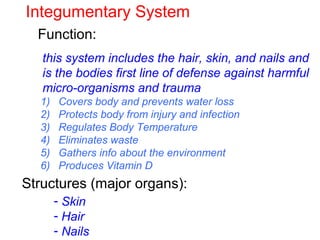 Integumentary System
Function:
Structures (major organs):
this system includes the hair, skin, and nails and
is the bodies first line of defense against harmful
micro-organisms and trauma
1) Covers body and prevents water loss
2) Protects body from injury and infection
3) Regulates Body Temperature
4) Eliminates waste
5) Gathers info about the environment
6) Produces Vitamin D
- Skin
- Hair
- Nails
 