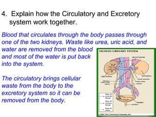 4. Explain how the Circulatory and Excretory
system work together.
Blood that circulates through the body passes through
one of the two kidneys. Waste like urea, uric acid, and
water are removed from the blood
and most of the water is put back
into the system.
The circulatory brings cellular
waste from the body to the
excretory system so it can be
removed from the body.
 