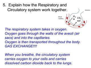 5. Explain how the Respiratory and
Circulatory system work together.
The respiratory system takes in oxygen.
Oxygen goes through the walls of the aveoli (air
sacs) and into the capillaries.
Oxygen is then transported throughout the body.
GAS EXCHANGE!!!!
When you breathe, the circulatory system
carries oxygen to your cells and carries
dissolved carbon dioxide back to the lungs.
 