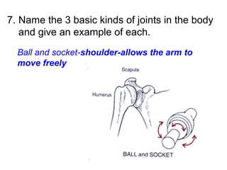 7. Name the 3 basic kinds of joints in the body
and give an example of each.
Ball and socket-shoulder-allows the arm to
move freely
 