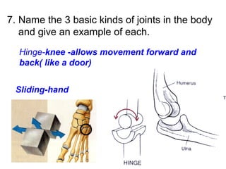 7. Name the 3 basic kinds of joints in the body
and give an example of each.
Hinge-knee -allows movement forward and
back( like a door)
Sliding-hand
 