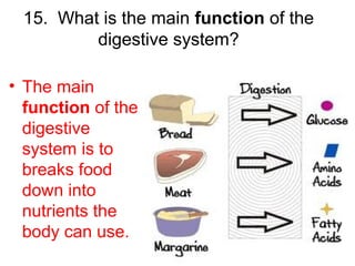 15. What is the main function of the
digestive system?
• The main
function of the
digestive
system is to
breaks food
down into
nutrients the
body can use.
 