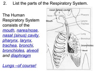 2. List the parts of the Respiratory System.
The Human
Respiratory System
consists of the
mouth, nares/nose,
nasal (sinus) cavity,
pharynx, larynx,
trachea, bronchi,
bronchioles, alveoli
and diaphragm
Lungs –of course!
Mouth
nasal (sinus) cavity
bronchioles
 