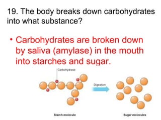 19. The body breaks down carbohydrates
into what substance?
• Carbohydrates are broken down
by saliva (amylase) in the mouth
into starches and sugar.
 