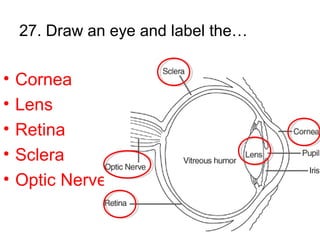 27. Draw an eye and label the…
• Cornea
• Lens
• Retina
• Sclera
• Optic Nerve
 