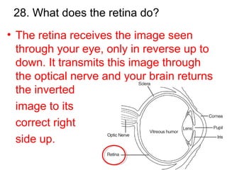 28. What does the retina do?
• The retina receives the image seen
through your eye, only in reverse up to
down. It transmits this image through
the optical nerve and your brain returns
the inverted
image to its
correct right
side up.
 