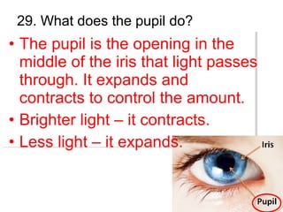 29. What does the pupil do?
• The pupil is the opening in the
middle of the iris that light passes
through. It expands and
contracts to control the amount.
• Brighter light – it contracts.
• Less light – it expands.
 