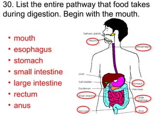 30. List the entire pathway that food takes
during digestion. Begin with the mouth.
• mouth
• esophagus
• stomach
• small intestine
• large intestine
• rectum
• anus
 