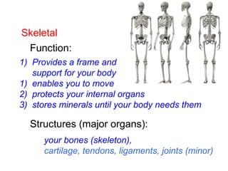 Skeletal
Function:
Structures (major organs):
1) Provides a frame and
support for your body
1) enables you to move
2) protects your internal organs
3) stores minerals until your body needs them
your bones (skeleton),
cartilage, tendons, ligaments, joints (minor)
 