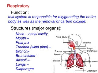 Respiratory
Function:
Structures (major organs):
this system is responsible for oxygenating the entire
body as well as the removal of carbon dioxide.
Nose – nasal cavity
Mouth –
Pharynx
Trachea (wind pipe) –
Bronchi-
Bronchioles –
Alveoli –
Lungs –
Diaphragm
 