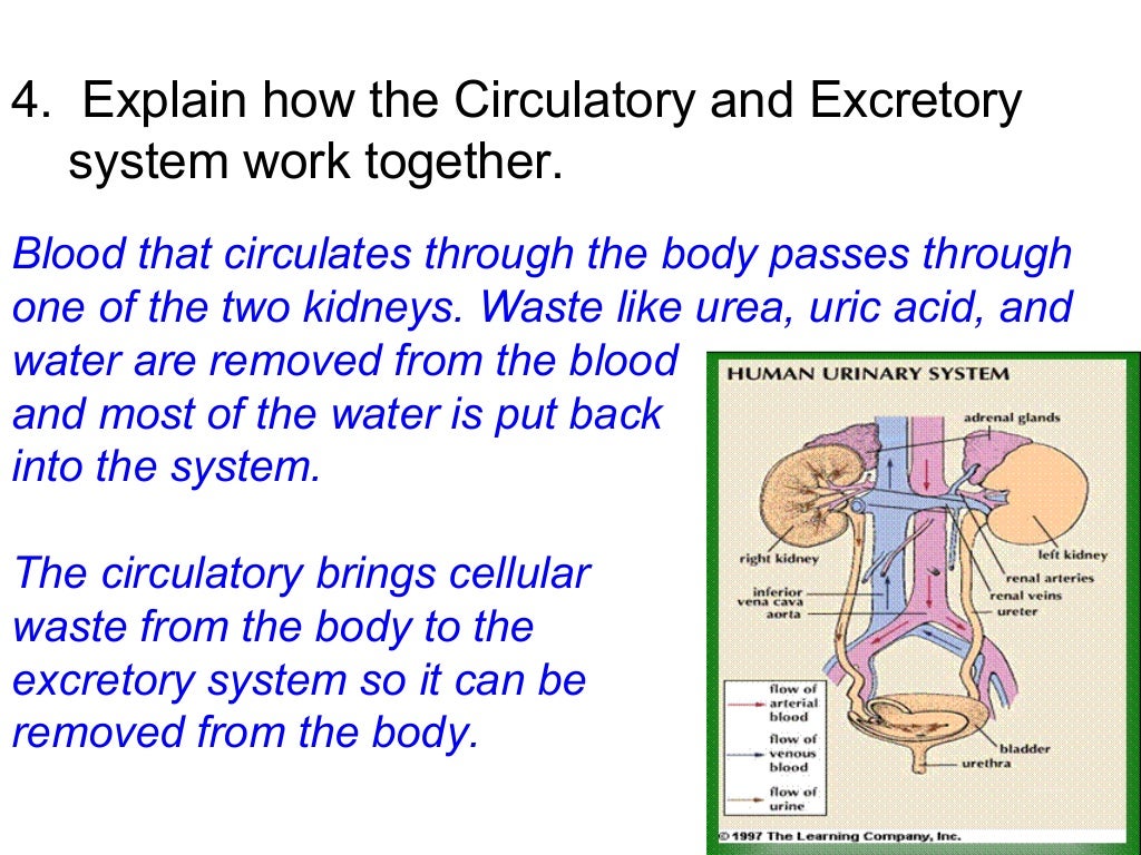 Human Body Systems Test Review