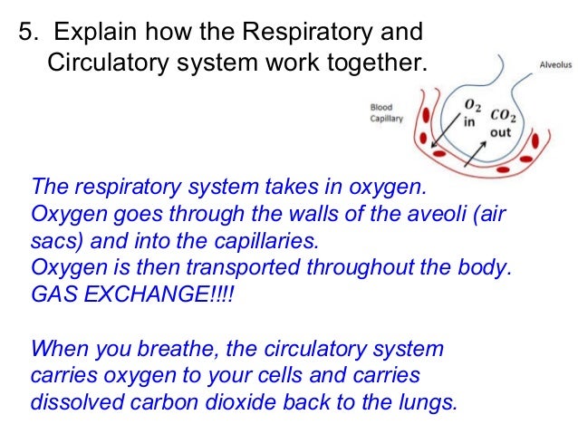 Human Body Systems Test Review