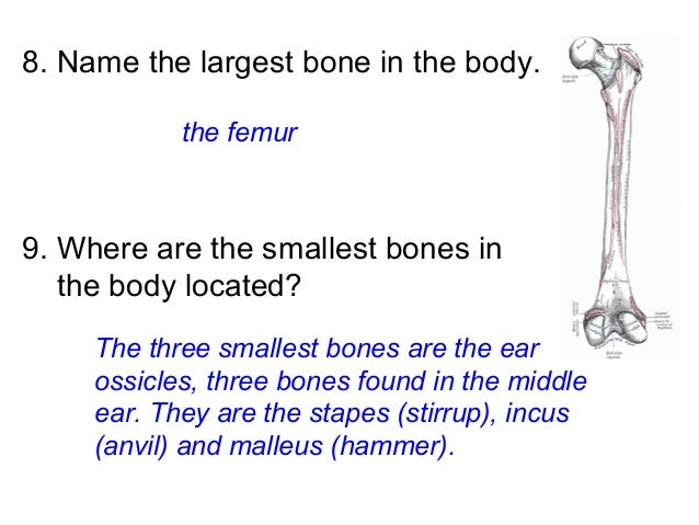 Human Body Systems Test Review