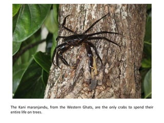 The Kani maranjandu, from the Western Ghats, are the only crabs to spend their
entire life on trees.
 