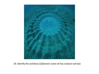 14. Identify the architect.(1)(Generic name of tiny creature will do)
 