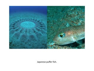 Japanese puffer fish.
 